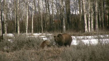 3 Grizzly bears in forest