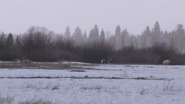 3-4 Grizzly bears far away on snowy forest meadow