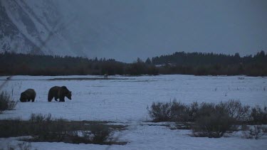 2-4 Grizzly bears in silhouette on snowy forest plain