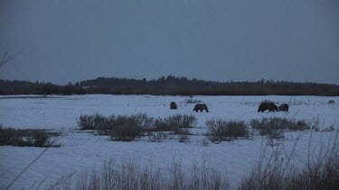 4 Grizzly bears in silhouette on snowy forest plain