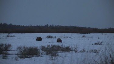 2-4 Grizzly bears in silhouette on snowy forest plain