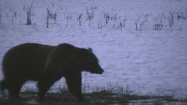 Large grizzly bear in silhouette on snowy plain