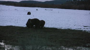 3 grizzly bears in silhouette on snowy plain