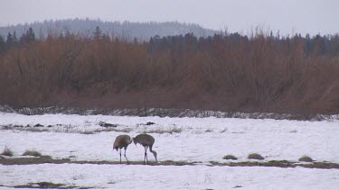 Great Blue Herons out on snowy plain