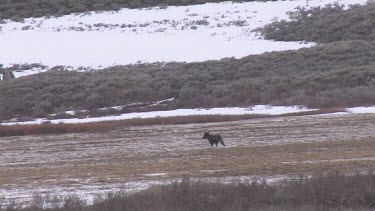 Lone black wolf far out on the marshy meadow