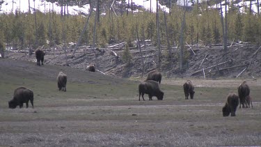 Herd of bison out on the meadow with new calves