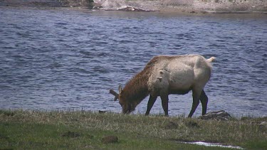 Lone elk out near the river