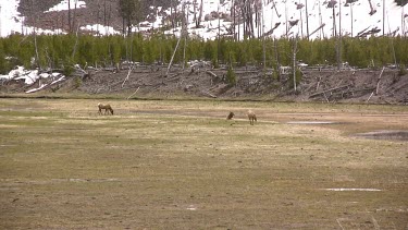 small elk herd out on a mountain meadow