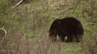 Large black bear on mountain slope