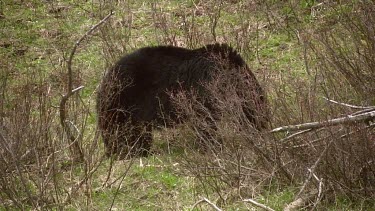 Large black bear on mountain slope