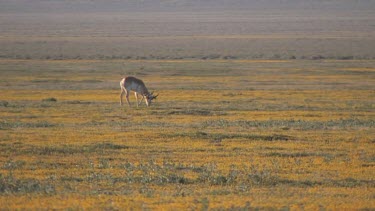 lone Pronghorn antelope in a pristine valley setting