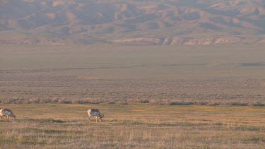 3 Pronghorn antelope running about in a pristine valley setting