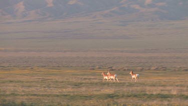 3 Pronghorn antelope running about in a pristine valley setting