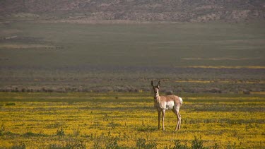 lone Pronghorn antelope in a pristine valley setting