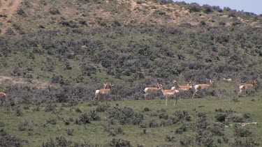larger Pronghorn antelope herd move swiftly along a grassy slope