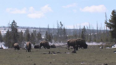 Herd of bison out on the meadow with new calves