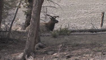 Lone elk resting in the trees