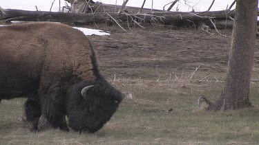 Lone bison out on the meadow