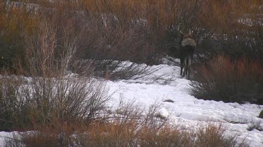 Moose calve moves out of sight