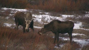 Pair of moose graze in the willows during ealy spring