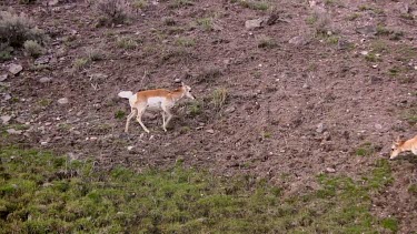 3 Pronghorn antelope grazing on a slope