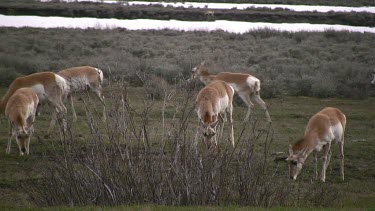 Pronghorn antelope herd graze, drink, and move about in grassy meadow