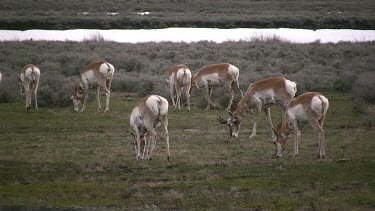 Pronghorn antelope herd graze, drink, and move about in grassy meadow