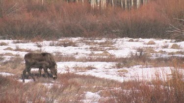 Moose calve grazing in the willows
