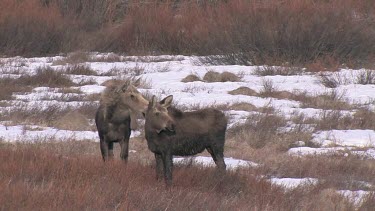 Pair of moose graze in the willows during ealy spring