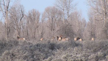 elk herd moves nervously through a forest
