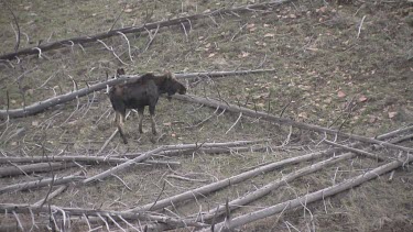 lone moose moves warily along a slope