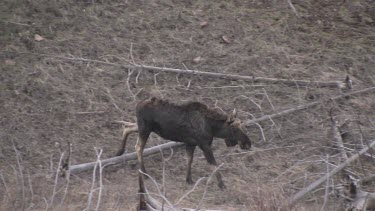 lone moose moves warily along a slope