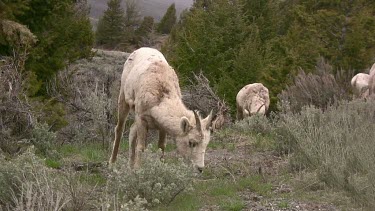 small group of bighorn Sheep grazing