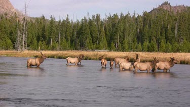 Bull elk and herd active during the rut season, on a Rocky Mountain wilderness river