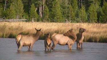 Group of Elk out on a Rocky Mountain wilderness river