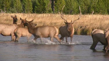 Bull elk and herd active during the rut season, on a Rocky Mountain wilderness river