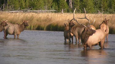 Bull elk and herd active during the rut season, on a Rocky Mountain wilderness river