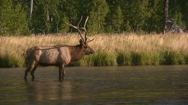 Bull elk and herd active during the rut season, on a Rocky Mountain wilderness river