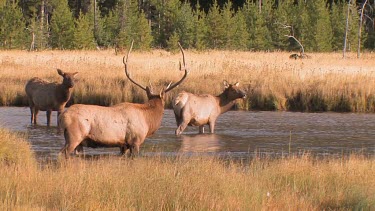 Bull elk and herd active during the rut season, on a Rocky Mountain wilderness river