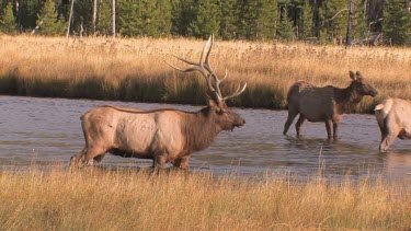 Bull elk and herd active during the rut season, on a Rocky Mountain wilderness river