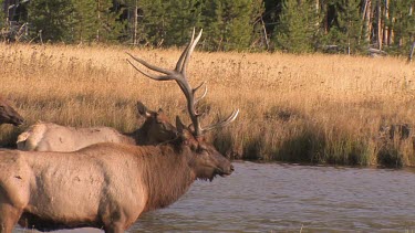 Bull elk and herd active during the rut season, on a Rocky Mountain wilderness river