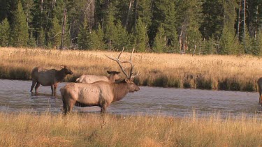 Bull elk and herd active during the rut season, on a Rocky Mountain wilderness river