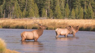 Bull elk and herd active during the rut season, on a Rocky Mountain wilderness river