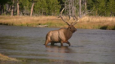 Large bull elk out on a Rocky Mountain wilderness river