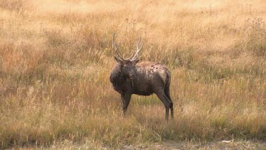 Lone elk grazing on a grassy meadow, along a Rocky Mountain wilderness river
