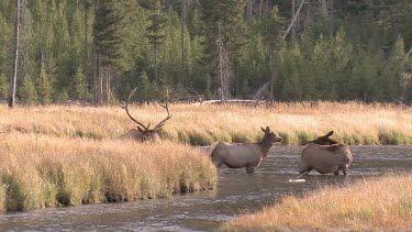 Bull elk and herd active during the rut season, on a Rocky Mountain wilderness river