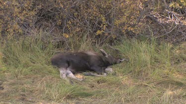 a moose calf resting in the meadow near a pond