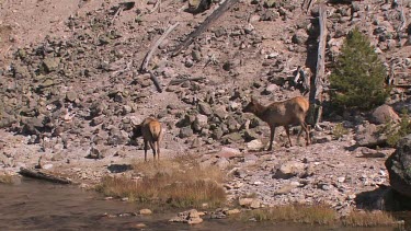 a few elk forage along a stream
