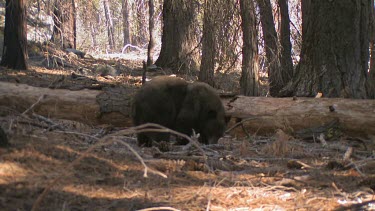 Black bear forages in the forest