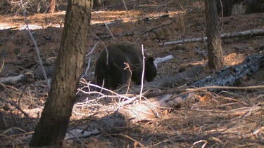 Black bear forages in the forest